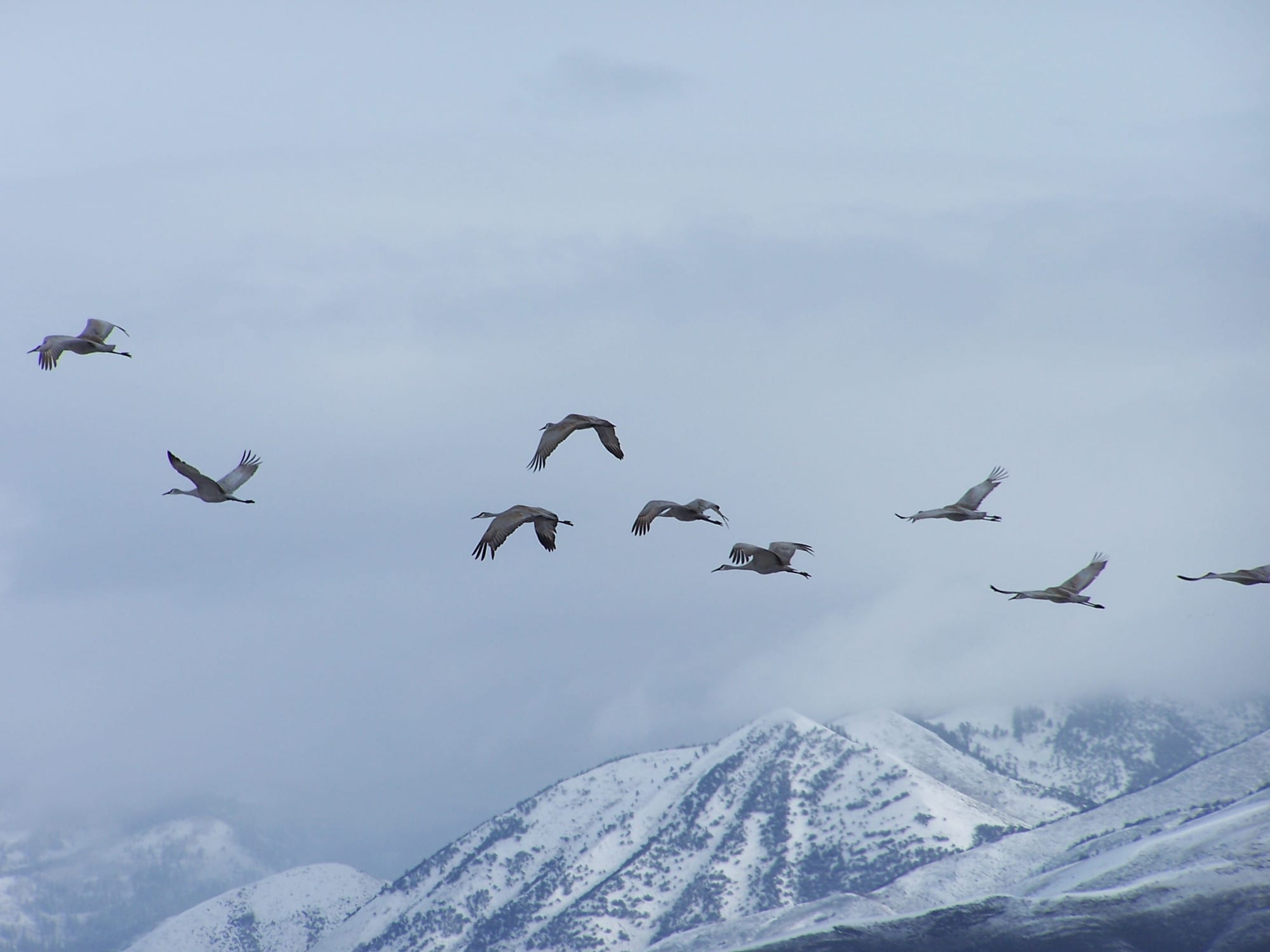 Sandhill cranes flying over the snow-covered mountains at the edge of Bear Lake Valley